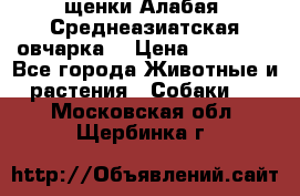 щенки Алабая (Среднеазиатская овчарка) › Цена ­ 15 000 - Все города Животные и растения » Собаки   . Московская обл.,Щербинка г.